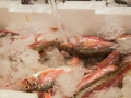 fornitori prodotti ittici san benedetto del tronto commercio prodotti ittici san benedetto del tronto prodotti ittici freschi